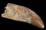Large, Carcharodontosaurus Tooth - Very Thick Tooth #127179-1